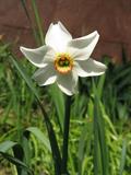 Narcissus poeticus